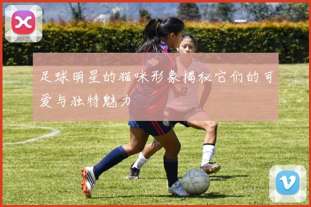 足球明星的猫咪形象揭秘它们的可爱与独特魅力